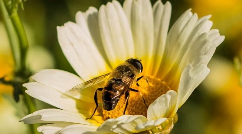 Mật ong và muối có tác dụng gì