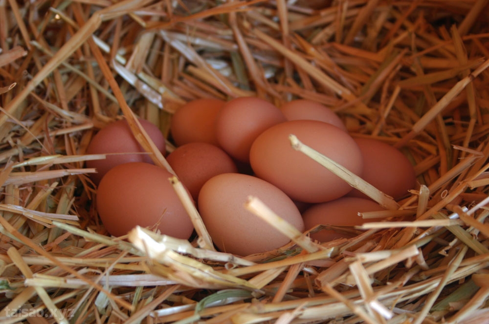 Ăn trứng gà ấp dở có tác dụng gì?